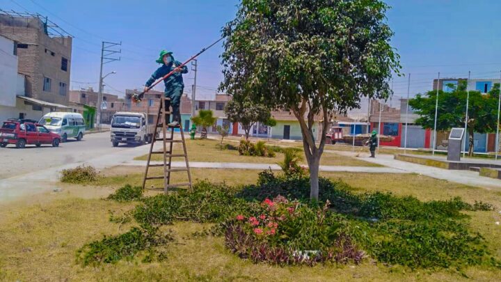 Mejorando nuestro Ornato | Nuestro personal de Áreas Verdes realizan el mantenimiento de parques y jardines.